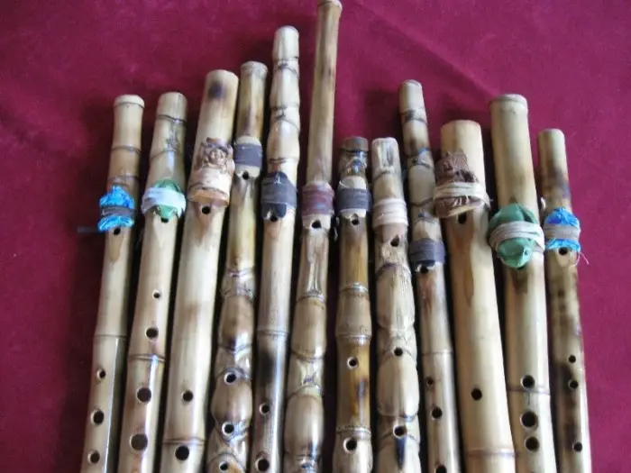 What type of bamboo specie can be used for flute making